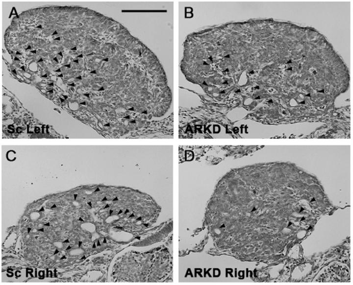 Left and Right Gonad Tissues from the Embryos 8.5 Days after Incubation