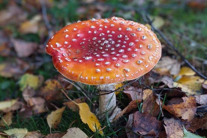 Fly Agaric (Amanita muscaria)_Wellcome Sanger Institute