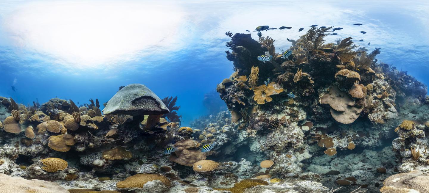 Deep Coral Reefs Are Not Universal Lifeline for their Shallow Neighbors After All (1 of 9)