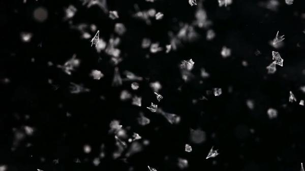 Larval Sea Urchins