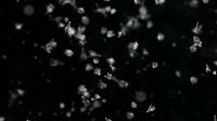 Larval Sea Urchins