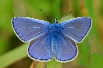 <i>Polyommatus icarus</i>