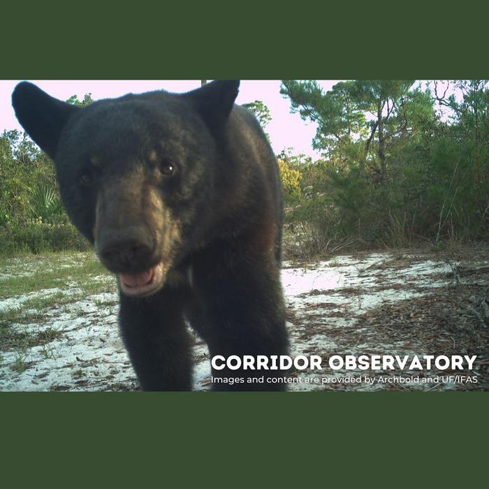 Florida Black Bear