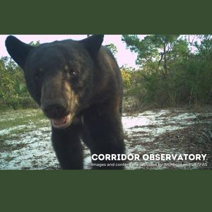 Florida Black Bear