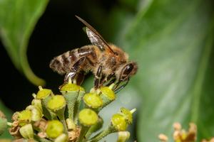 Honeybee on an ivy plant