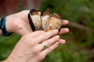 Barnswallows