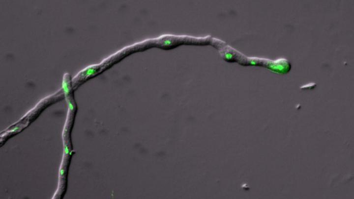 Pollen Tubes