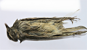 This photo shows a 4 000-year-old mummified red-winged thrush.