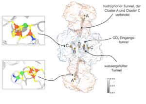 Overview of the CODH/ACS complex