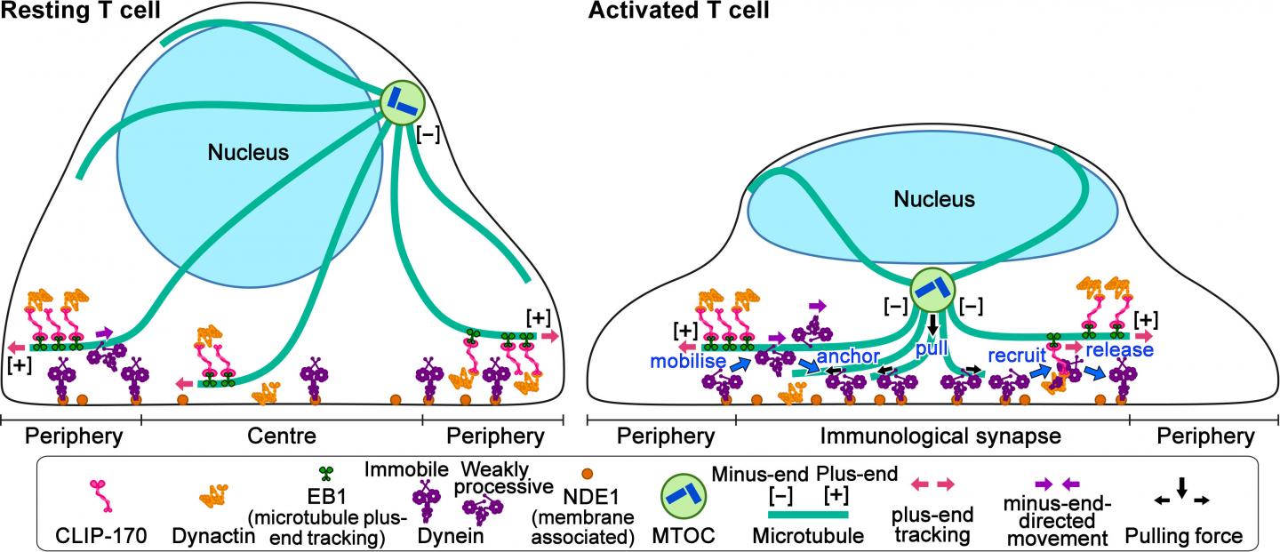 Figure 2. Model for the Role of CLIP-170 in MTOC Repositioning during T Cell Activation