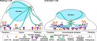 Figure 2. Model for the Role of CLIP-170 in MTOC Repositioning during T Cell Activation