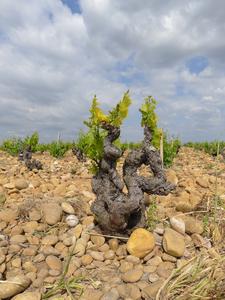Climate change has affected wine regions worldwide, but with uneven impacts