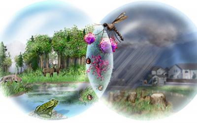 Interactions between the Environment and Humans May Foster the Spread of Infectious Diseases