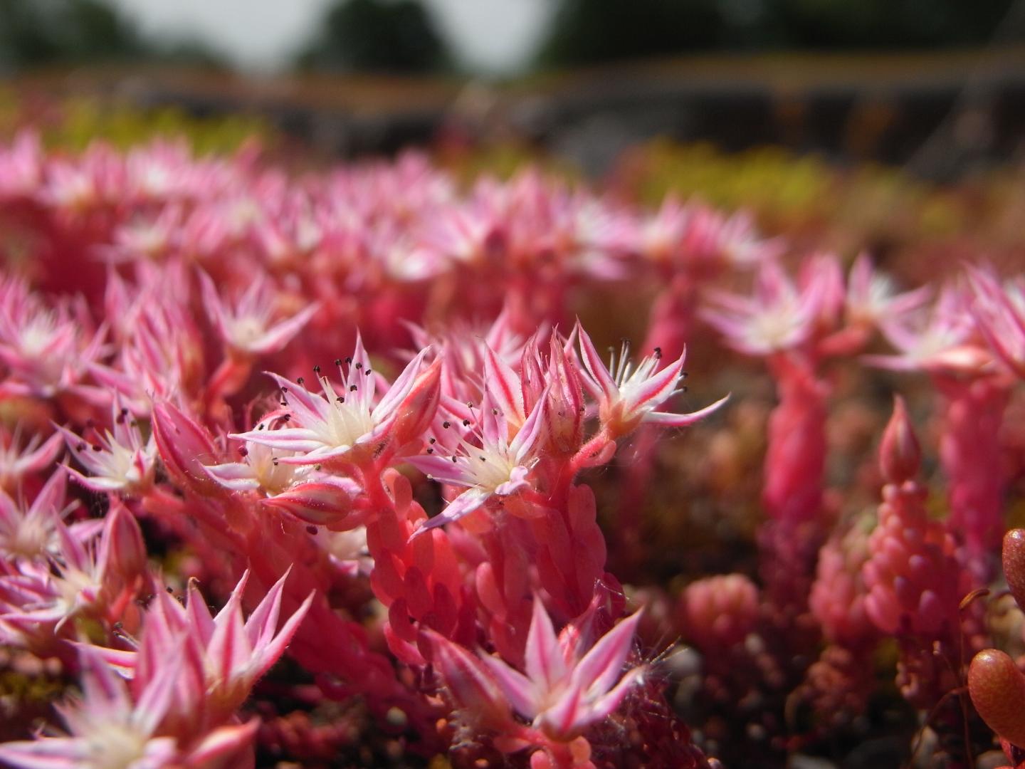 Sedum