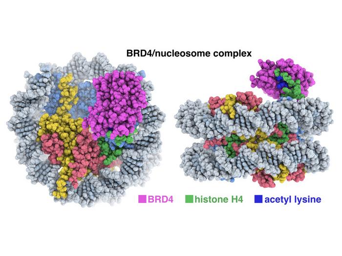 BRD4 Structure