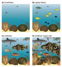 Fish Biomass