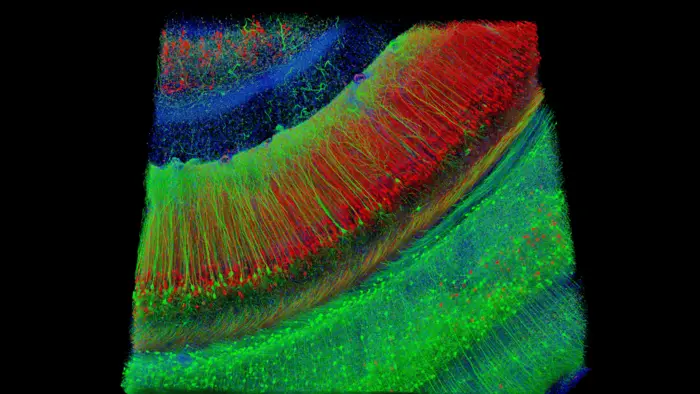 Hippocampal pyramidal neurons are critical for learning and memory. Degeneration of hippocampal neurons and their circuit connections is a key driver of cognitive decline in Alzheimer’s disease.