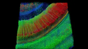 Hippocampal pyramidal neurons are critical for learning and memory. Degeneration of hippocampal neurons and their circuit connections is a key driver of cognitive decline in Alzheimer’s disease.