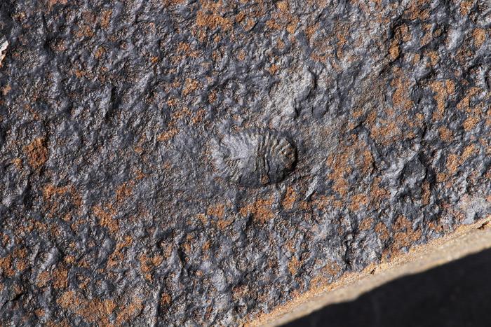 Dickinsonia
