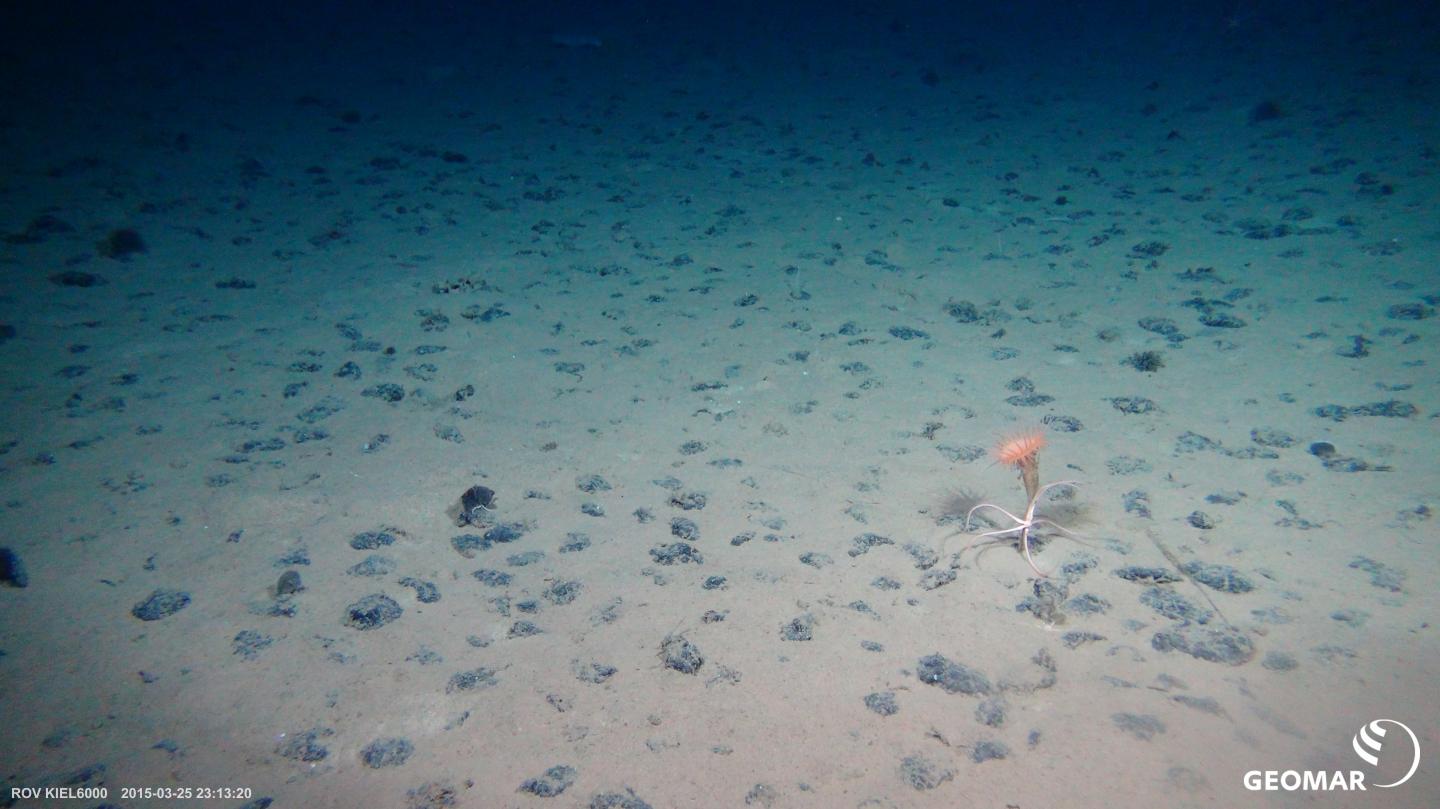 Typical manganese nodule habitat on the seafloor in the Pacific