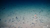 Typical manganese nodule habitat on the seafloor in the Pacific