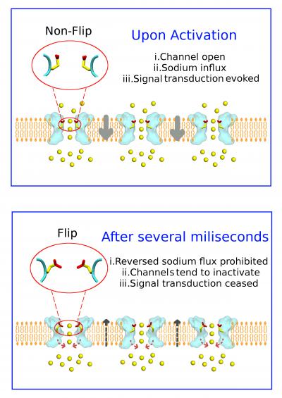 Ion Flux