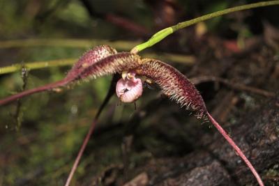 Dracula Orchid