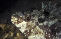 Juvenile Rabbitfish