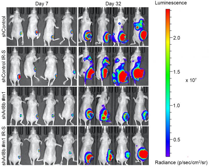 Tumor Growth in Nude Mice