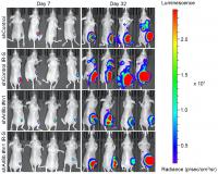 Tumor Growth in Nude Mice
