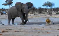 Elephant
