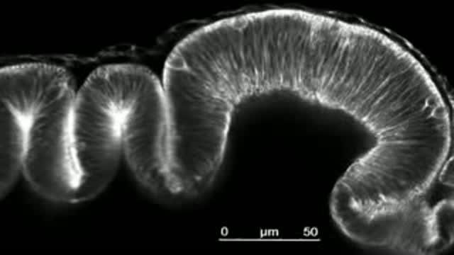 A Flip of the Mitotic Spindle