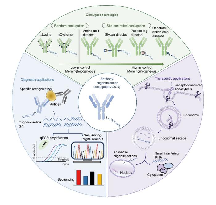 Overview of antibody-oligonucleotide conjugate architectures and biomedical applications