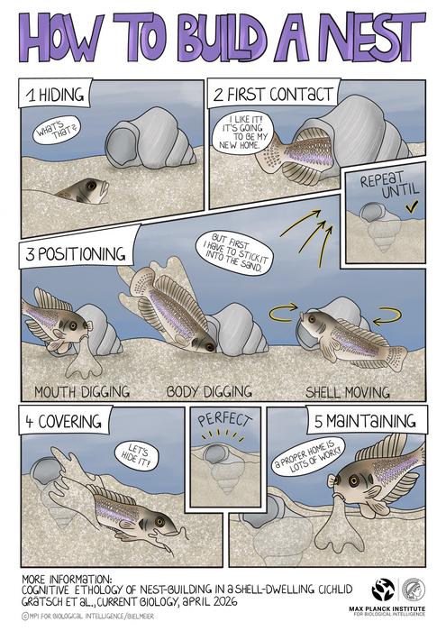 Nest-building in shell-dwelling cichlids