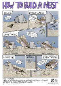 Nest-building in shell-dwelling cichlids