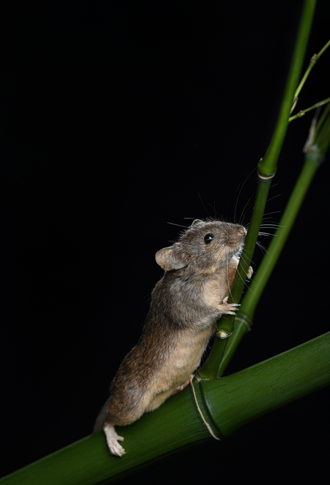 Researchers engineer first sustainable chromosome changes in mice