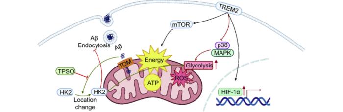 Abnormal microglial energy metabolism in AD.