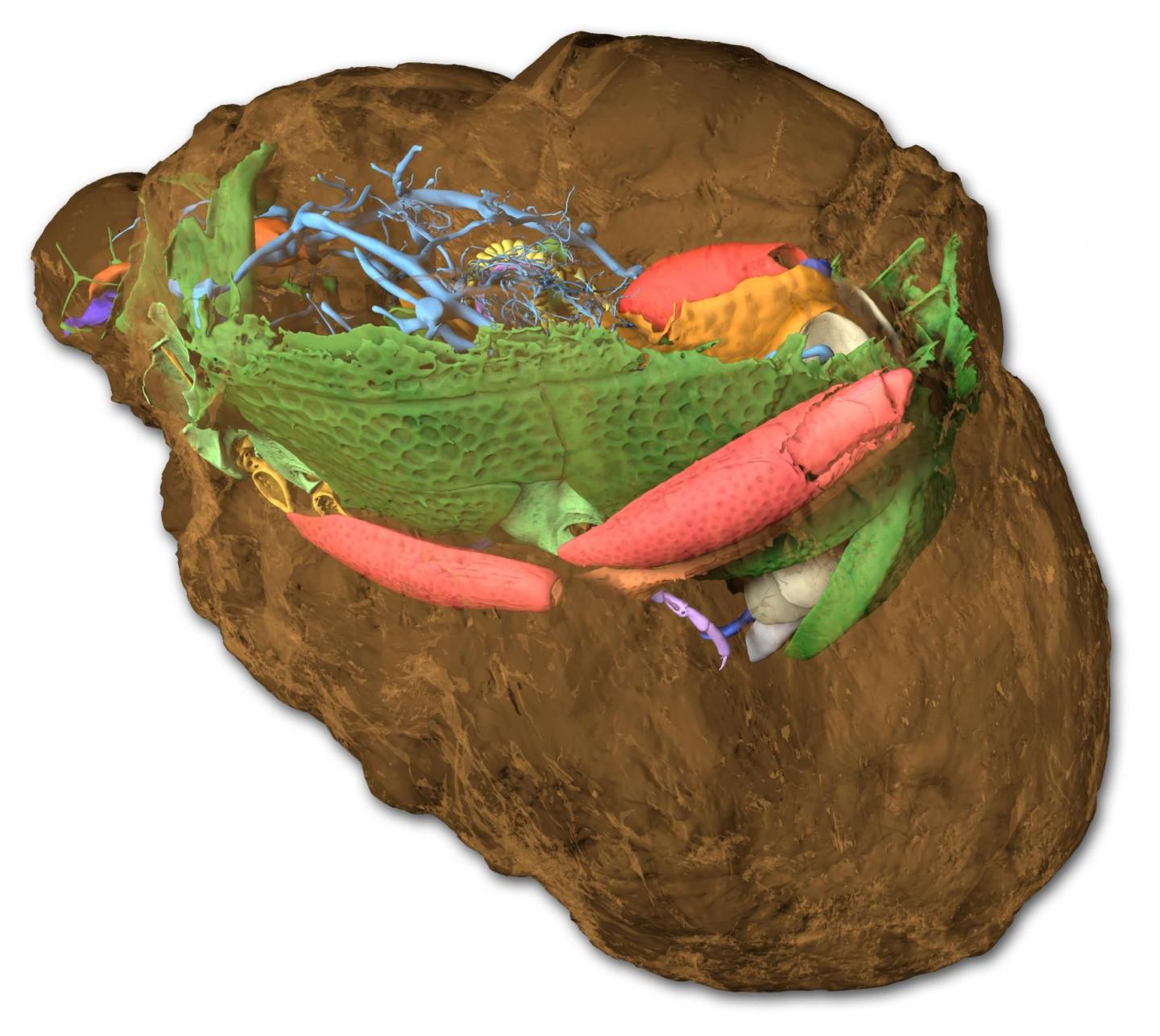 The Rock (Brown) Preserved the Beetle as a Fossil
