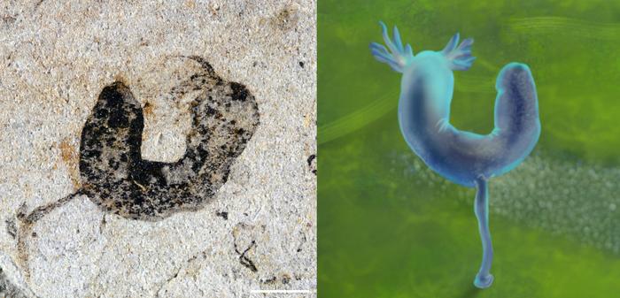 A deuterostome cambroernid fossil from the Jiangchuan Biota and artist’s  reconstruction