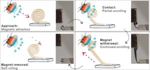 Magnetic actuation of a programmable ceramic microscroll.