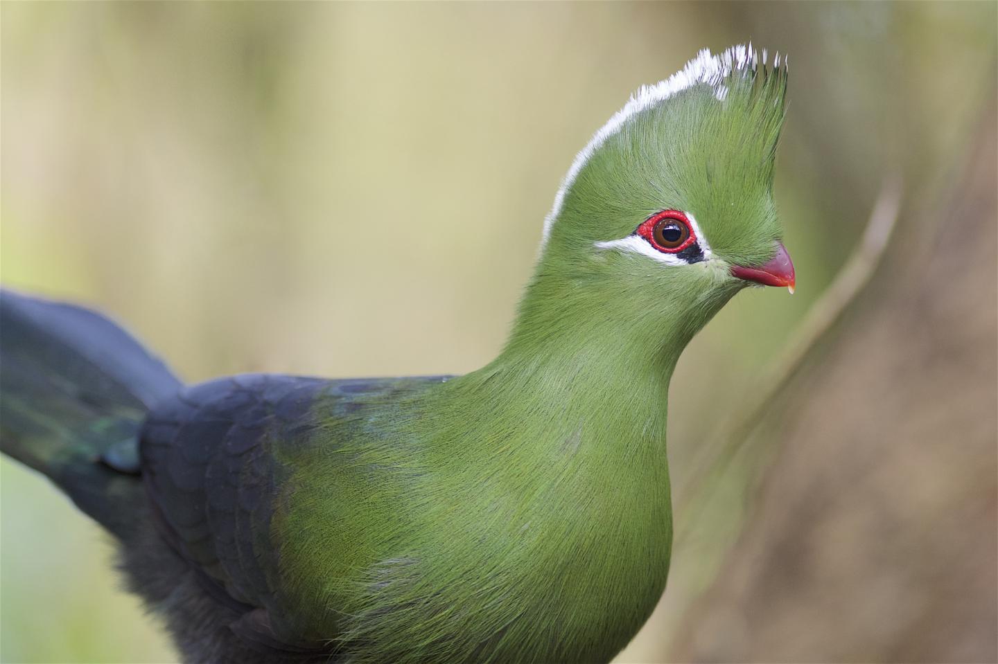 Purple-Crested Turaco