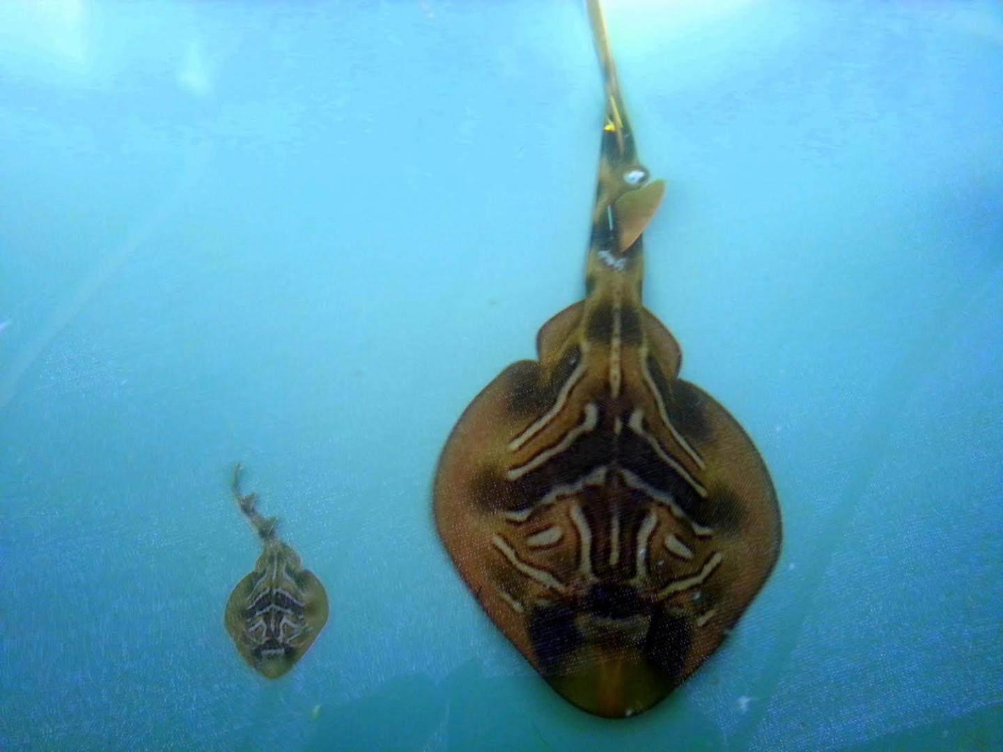 Fiddler Ray