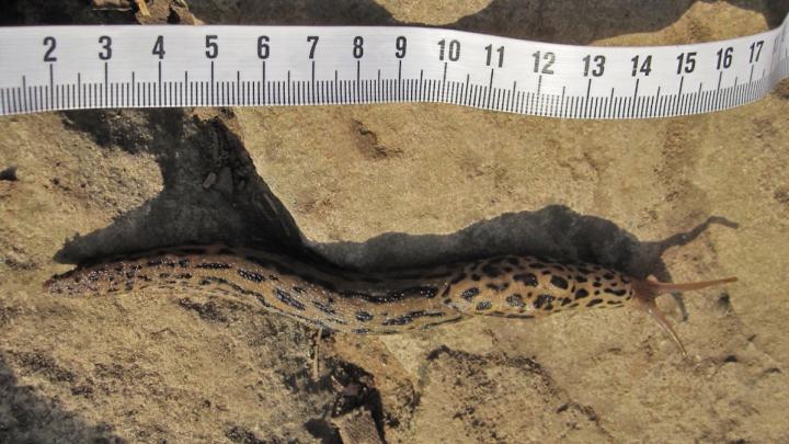 Giant Slug