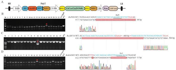 Verification of gene editing efficiency using hairy roots of broccoli and cabbage