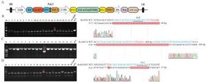 Verification of gene editing efficiency using hairy roots of broccoli and cabbage