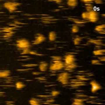 Insight into structural remodeling of the FlhA ring responsible for bacterial flagellar type III protein export (2 of 2)