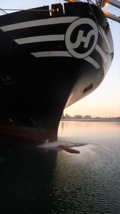 A ship bow caught a juvenile female fin whale