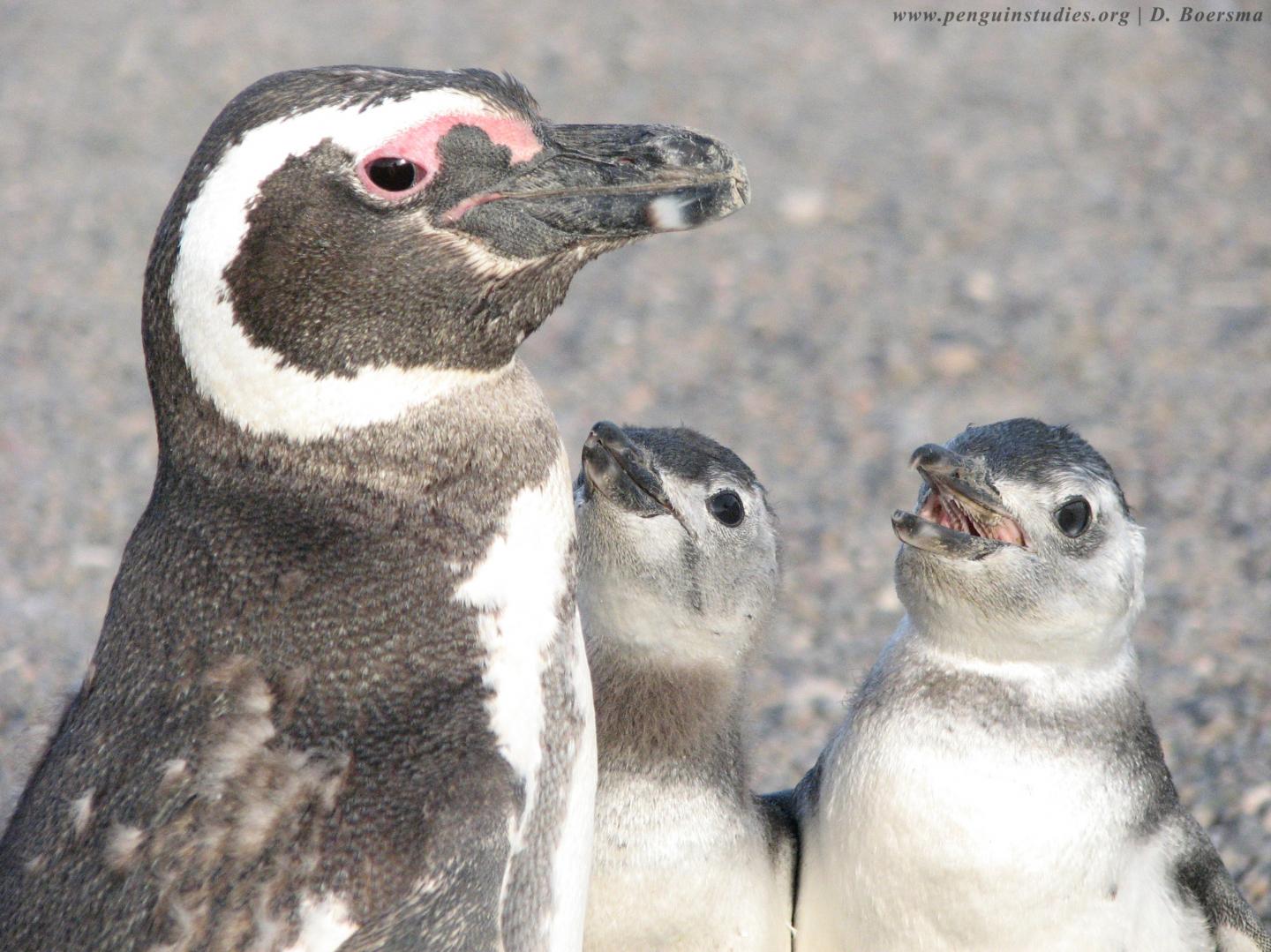 Magellanic Penguins