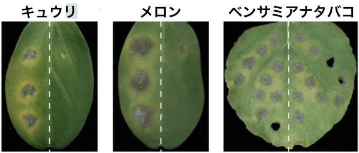 Wild-type (left half) vs effectors (right half)