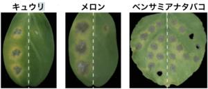 Wild-type (left half) vs effectors (right half)